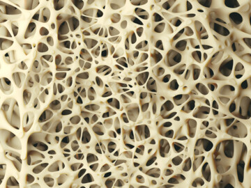 Schwammstruktur eines Knochen, 3D Illustration