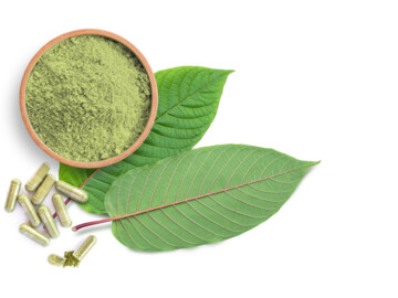 Zwei frische Kratomblätter (Mitragyna speciosa) mit einem Schälchen Kratompulber und in Kapseln verarbeitetes Pulver.