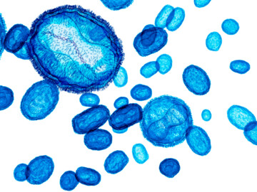 Mpox (Affenpocken), ein Virus zeigt DNA. 3D-Visualisierung auf weißem Hintergrund