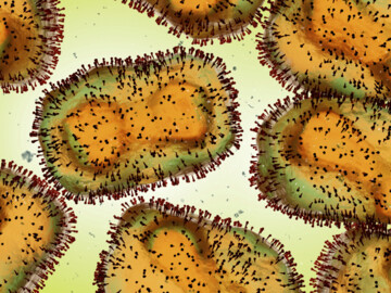 Mpox-Virus in Nahaufnahme