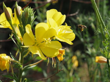 Bienen sammeln Nektar von der Gemeinen Nachtkerze (Oenothera biennis).