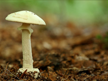Gelber Knollenblätterpilz