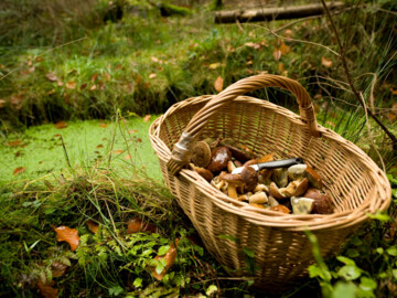 Korb mit Pilzen im Wald