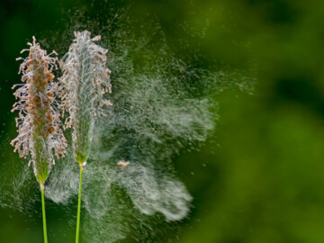 Sichtbar gemachter Flug von Gräserpollen