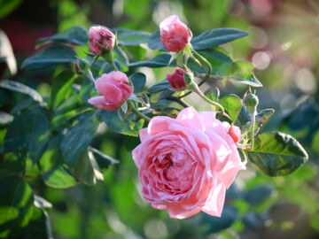Rosafarbene Rosen, aufgeblüht im Vordergrund, dahinter aufgehende Knospen