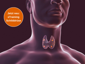 Anatomisches Modell zeigt Lage der Schilddrüse