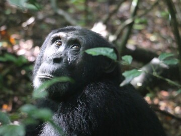 Kato, ein wildlebender Schimpanse aus der Sonso-Gemeinschaft im Budongo-Wald (Westuganda)