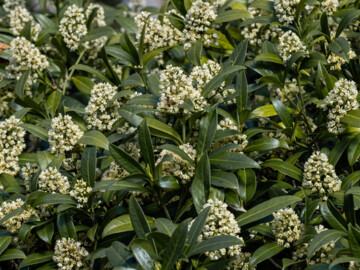 Cluster von Skimmia x confusa Kew Green-Blüten (Symbolbild)