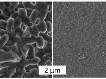 Rasterelektronenmikroskopische Aufnahmen zeigen den Unterschied: Auf Oberflächen von Polycaprolacton, einem in der Medizin häufig angewendeten Kunststoff, bildet sich ein Biofilm (links). Spinnenseide lässt die Entstehung eines Biofilms nicht zu (rechts).