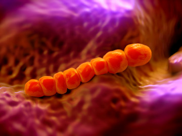 Hochaufgelöste Aufnahme von Streptococcus pneumoniae