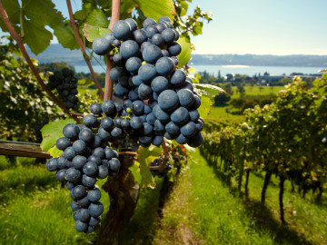 Rote Trauben am Weinstock