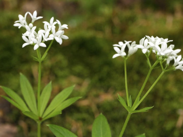 blühender Waldmeister