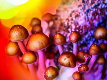 Pilze vor psychedelischem Hintergrund 