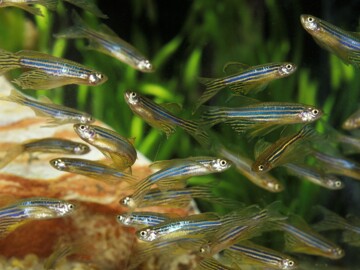 Zebra Fish, brachydanio rerio