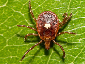 Lone Star Tick - Amblyomma americanum