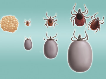 Entwicklungsstadien der Zecken: Eier, Larve, Nymphe, adultes Tier und deren Ansicht in vollgesogenem Zustand