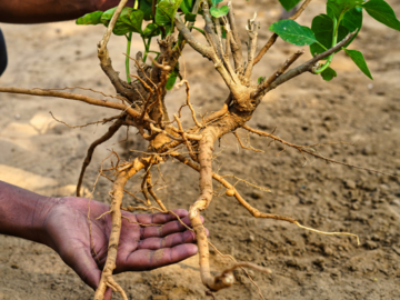 ASHWAGANDHA