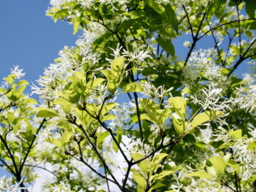 blühender Baum