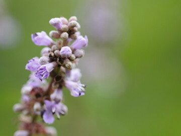 Blüten von Mönchspfeffer
