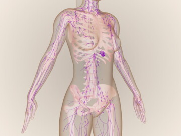 Grafik: Lymphsystem im weiblichen Körper