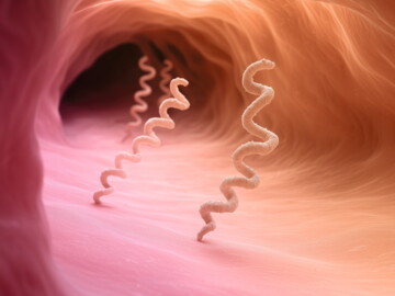 Syphilis Erreger