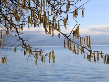 Baumpollen vor einem See