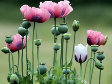 Mohn