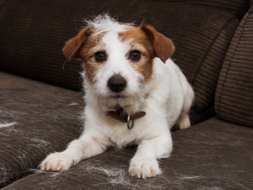 Hund