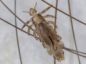 Kopflaus