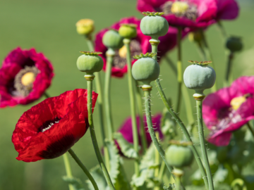 Mohn