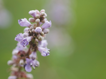 Blüten von Mönchspfeffer