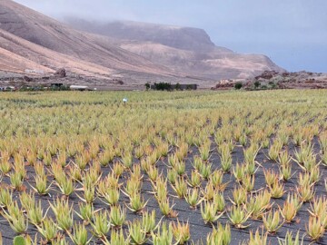 Europas größte Bio-Alow-Vera-Plantage