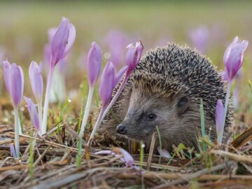 Igel