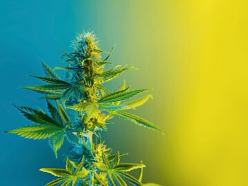 Cannabispflanze