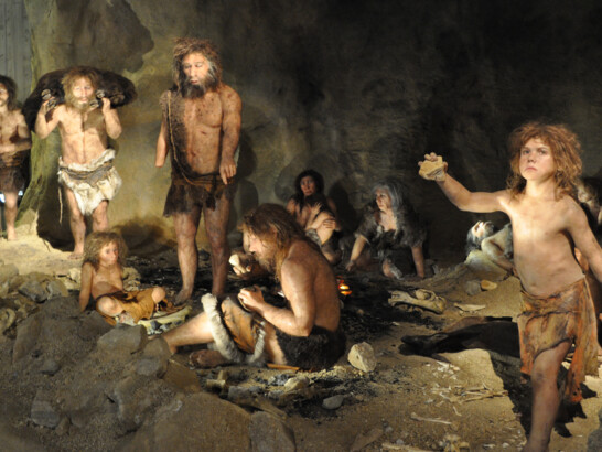 Neanderthalers leden feitelijk aan leververvetting PTA Journal