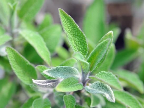 Salvia officinalis ist Arzneipflanze des Jahres DAS PTA MAGAZIN